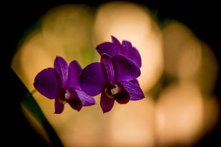 Орхидея. Нгапали.