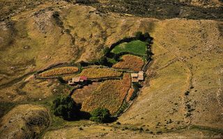 Такие оазисы заметно оживляют однообразное травянистое покрывало альпийской зоны.