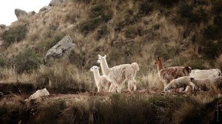 Пасут лам, коров, овец... - ассорти, недалеко от Куско.