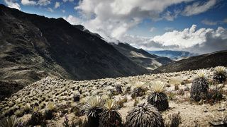 Венесуэла. Кактусы (хотя вроде это и не кактусы) эти растут очень медленно, многим более 100 лет