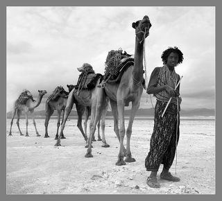 Большую часть года температура воздуха достигает здесь +60 градусов. Но добыча и вывоз соли не прекращаются ни на 1 день......И идут караваны....из города они везут продукты и товары, а назад идут груженные плитами соли. Каждый верблюд несет до 160 кг, и через 10 дней он может заработать всего....6....долларов!

Ни одна фотография не может передать то, что ты чувствуешь, увидев такой караван....
Застрявшие во времени.....Азалаи!