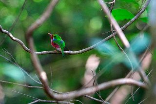 и еще тоди. Уж больно он хорош. Сначала долго пытаешься понять, куда же тычет пальцем гид, практически прямо перед твои носом - а потом вдруг видишь, что этот листик на ветке вовсе не листик, а вот такое разноцветное поющее маленькое чудо... Света бы еще чуть побольше и телевик чуть подлиннее...