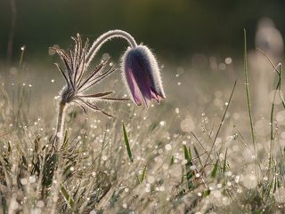 Сон Сон-Травы.
