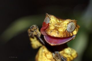 Фантастический листохвостый геккон - Uroplatus phantasticus