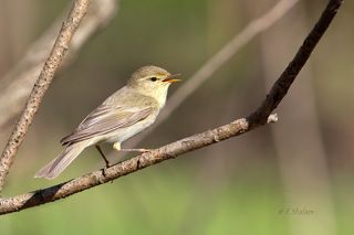 Пеночка-весничка - Phylloscopus trochilus