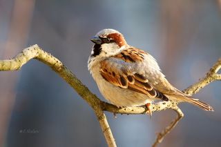 Домовый воробей - Passer domesticus