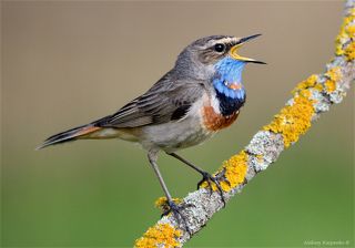 Варакушка (Luscinia svecica).