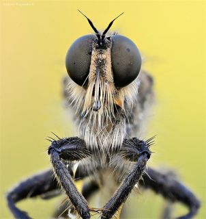 Портрет хищника. Ктырь (Asilidae).