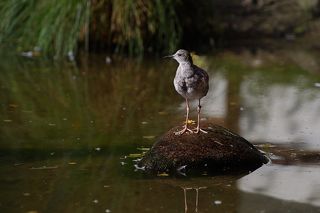 Я памятник себе воздвиг ...