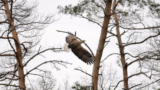 Орлан в интеръере