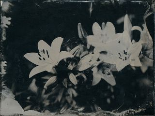 Лилии. Амбротип 18x24см