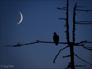 Белоплечий орлан