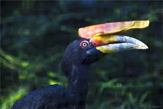 Тукан он и есть - тукан. Красив, но проказлив.