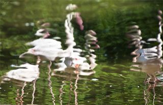 Фламинго.Они готовы просто влюбиться в свое отражение.