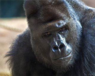Горилла.Пытлив и серьезен.