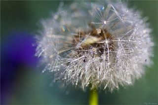Легкий сон одуванчика.