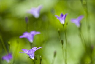 Нежные мазки в тени дерева.