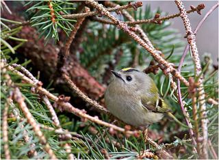 Желтоголовый королек