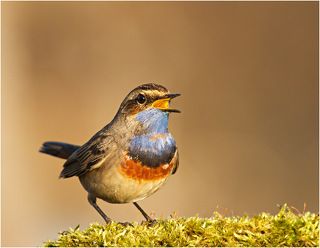 Варакушка во время исполнения песни