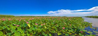 Lotus field
