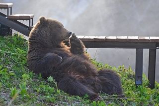 Медведь в Долине гейзеров.
Мишка прилег отдохнуть возле пешеходной тропы в Долине Гейзеров Кроноцкого заповедника на Камчатке