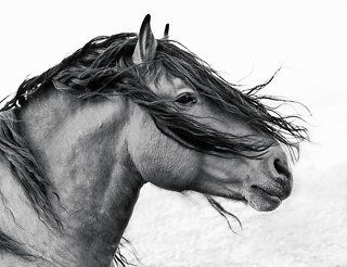 пустынный тоскует