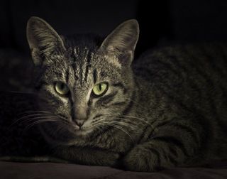 магический кот