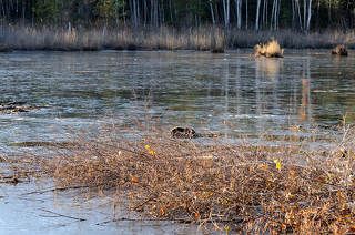 Кладовка бобра. Хозяин на заднем плане