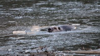 Принюхивается - что за непрошенный гость?