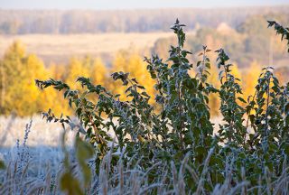 01. Накануне ночью был приличный мороз и мощно разукрасил по-летнему зеленые листья инеем. Перелесок на заднем плане уже согрет лучами солнца, а в тени на переднем пока царствует зима…