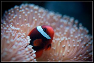 Томатный клоун,живущий в Сарофитоне.