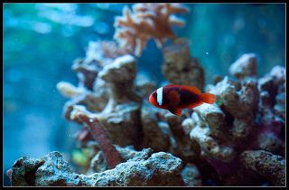 Плавает в одиночку.