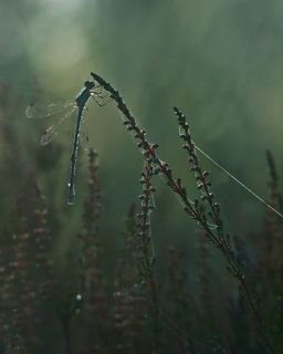 Уже светает