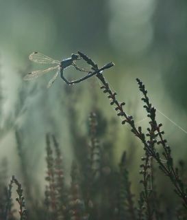 Водные процедуры