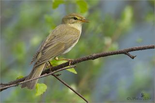 Пеночка-весничка