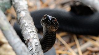 Глаза напротив