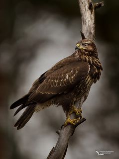 Канюк (Buteo buteo) Common Buzzard