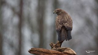 Канюк (Buteo buteo) Common Buzzard