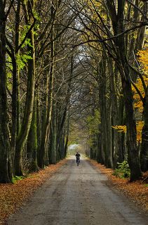 Высокие деревья над дорогой около Котельниково.