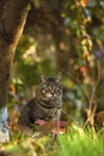 Болтались по городу в поисках жанра...зашли в один из дворов....сколько там было всего вкусного....и жёлтые абрикосы...и бельё посреди двора на верёвках....и старые деревянные балконы на весь этаж......и коты.....море котов...они сбегались к нам со всех сторон и закутков....и только этот гордо сидел  под деревом....