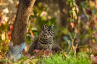 И ещё раз ....спасибо, котя.....жаль...вкусняшек с собой не было......в следующий раз обязательно!