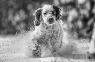 Английский сеттер.  Прогулка по снегу.