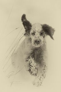 Английский сеттер.  Прогулка по снегу.