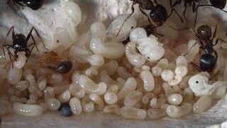 Так выглядят ясли