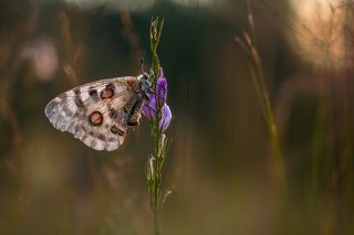 Parnassius apollo