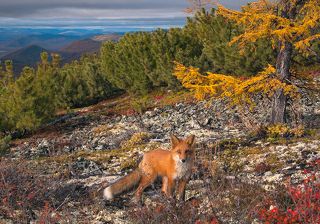 Неожиданная встреча