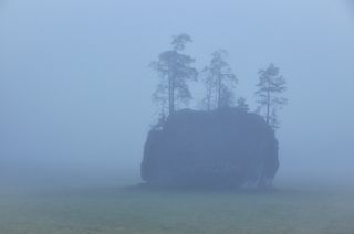 И на камнях растут деревья