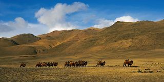 Стадо бактрианов кочует по зимней степи вдоль отрогов от пастбища к пастбищу. Чуйская степь- климатическая зона России в которой верблюдов разводят в естественных условиях.