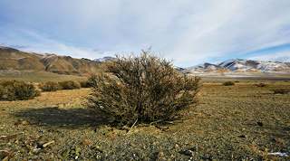 Трава и верблюжья колючка- основная кормовая бактрианов.