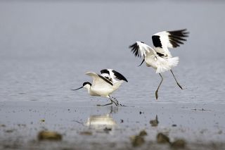 Первый раунд